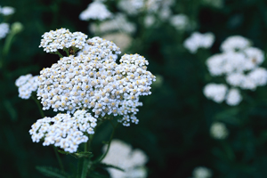 Yarrow is well known as a preventative and cure for colds, flus and other viruses.