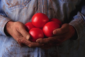 Firm, ripe, organic tomatoes are the best ones to use for canning. Make sure that they are completely red and have no soft spots.