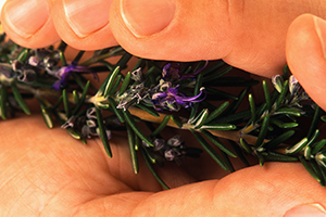 Rosemary’s memorable flavor and unique health benefits make it an indispensable herb for every kitchen.