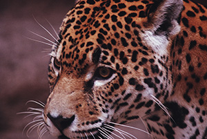When we adopt the path of the jaguar, we become the luminous warrior and our whole experience changes. The world becomes a safe place again. We walk in beauty and realize that the universe is a mirror reflecting back to us.