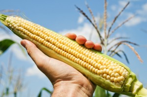 Recently, a report given to Moms Across America by an employee of Canada’s only non-GM corn seed company, De Dell Seeds, contained some shocking facts. The report offers a stunning picture of the nutritional differences between GM and non-GM corn. 