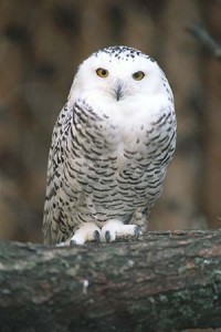 Owls convey wisdom because they see what is hidden behind the words spoken, thereby avoiding being deceived. 