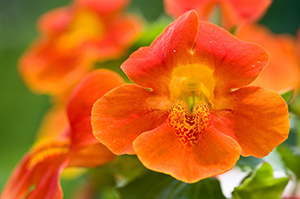 Mimulus is the remedy for timid, nervous individuals. These are folks who are easily embarrassed, sometimes stammer and, as a rule, avoid social occasions or situations where they might become the center of attention. 