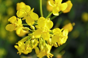 In Bach’s own words, the flower essence of Mustard is for “those who are liable to times of gloom or even despair, as though a cold, dark cloud overshadowed them and hid the light and the joy of life.”