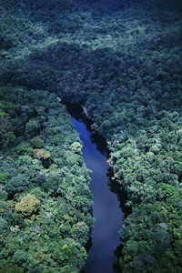 Research on the few plants that have been studied indicates that at least 37 percent of all medicines prescribed in the U.S. have active ingredients derived from rainforest plants — and 70 percent of the more than 3,000 plants found to be active against cancer cells are found in the rainforest.