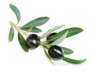 Taking Olive may provide an immediate feeling of refreshment, but it also begins the process of regeneration as it encourages the individual to get much needed sleep or long periods of rest. 