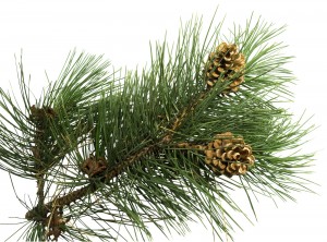 Banish unproductive guilt with Pine