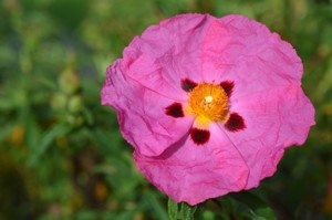 Pet owners and farmers are advised to keep the Rock Rose remedy on hand for animals reacting negatively to loud noises, such as those produced by thunderstorms or fireworks. 