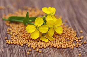 Mustard seeds are rich in phytonutrients called isothiocyanates, which have been studied for their anti-cancer benefits.