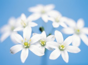 The Star of Bethlehem remedy is beneficial for people, animals and plants during times of crisis.